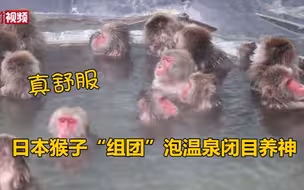 日本猴子“组团”泡温泉闭目养神 你羡慕了吗？