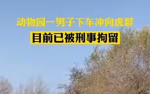 北京野生动物园一游客下车冲向虎群 目前已被刑事拘留