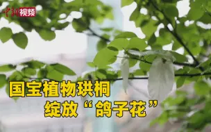 16年后始绽放！国宝植物珙桐首次在长沙绽放“鸽子花”