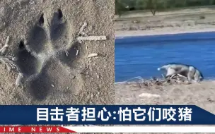 齐齐哈尔疑似发现4只野狼，居民称家中有羊被咬死，警方回应了