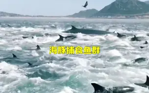 壮观！数百只海豚追逐围捕鱼群形成白色漩涡 巨大座头鲸加入抢食