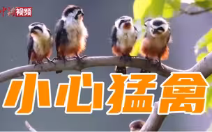 云南盈江：12只“世界最小猛禽”罕见同框