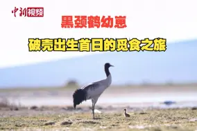 西藏申扎黑颈鹤幼崽开启破壳首日的觅食之旅