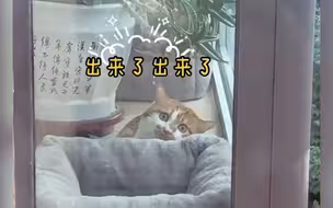 猫咪藏在阳台上歪着头偷看隔壁小姐姐 可爱一幕被主人拍了下来