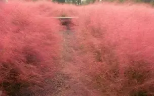 碧云绿地涟动公园的粉黛乱子草已到了最佳观赏季节，一起来打卡吧#航拍浦东 【编导：周雪涛】