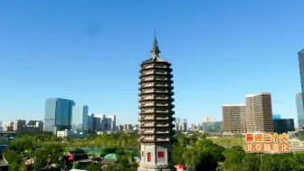 顽强生存上百年！燃灯古塔塔顶一面瓦下竟自生榆树