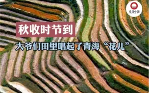 秋收时节到！大爷们田里唱起了青海“花儿”#丰收连连看 #全国广电新媒体集结发光