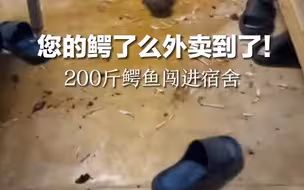 您的“鳄了么”外卖到了！ 200斤鳄鱼闯进宿舍