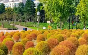 上海秋天必逛公园#世纪公园 打翻的调色盘#地肤草 #秋天 【编导：黄丹青】