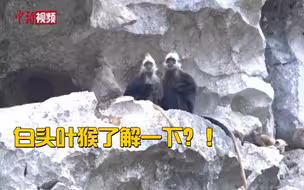 可爱！带你看白头叶猴自然保护区