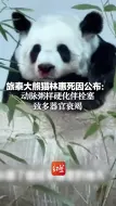 旅泰大熊猫林惠死因公布：动脉粥样硬化伴栓塞致多器官衰竭
