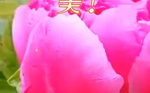 美！兰州新区牡丹园5月16日开园，这些人可免费畅赏