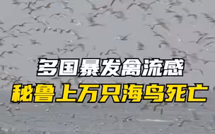 多国暴发禽流感 秘鲁上万只海鸟死亡