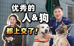 地震中不可或缺的人类战友！揭秘如何成为一名合格的搜救犬？