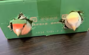 钳累了，吃个水果先