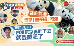 旅外大熊貓·卡塔爾篇｜能吃能睡盡享「酋長級」待遇 港產館長：四海京京再胖下去就要減肥了