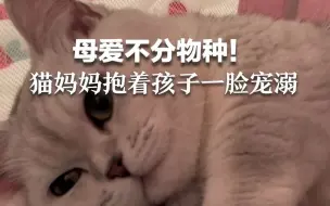爱不分物种！ 猫妈妈抱着自己孩子一脸安心