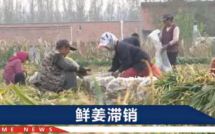 湖北英山100万公斤姜滞销，姜农可惜：长得特好，咋2元还没人要
