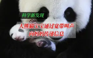 大熊猫宝宝通过宽带叫声向妈妈传递信息