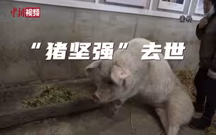 14岁的猪坚强去世