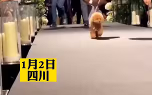 婚礼上狗子上台给主人送婚戒。确认过眼神后，直接飞奔到新郎怀里