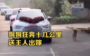 狗狗狂奔十几公里送主人出嫁