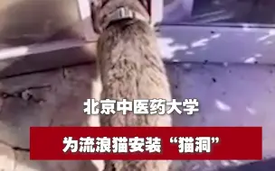 北京中医药大学为流浪猫安装“猫洞” 老师：医者仁心