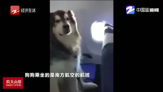 新闻深呼吸【飞机上竟坐了只······阿拉斯加犬！ 南航回应了】
