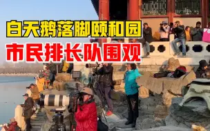 白天鹅落脚颐和园市民排长队围观：有人等候10小时记录起飞瞬间
