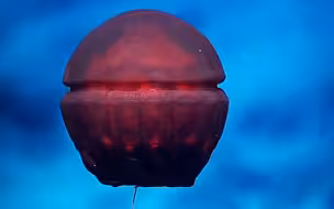 【深海水母】来自外星的掉San生物