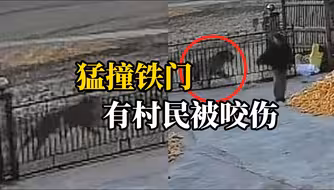 黑龙江野生东北虎跑进村庄，猛烈撞开农户家铁门，村里有村民被咬伤