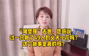 猪坚强去世了，你听说过“义犬小花”地震中救49人的故事吗？这个故事真相是什么？