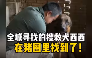 走失的成都救援犬西西找到了，好心人将它收留在猪圈