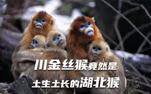 川金丝猴竟然是土生土长的湖北猴