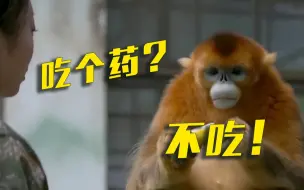 问：喂猴子吃药要分几步？反正不止一步！