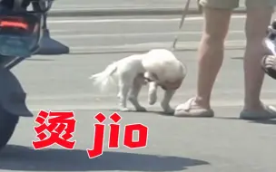 比吐鲁番还热！四川开启“烧烤模式” 小狗被烫得直换脚！