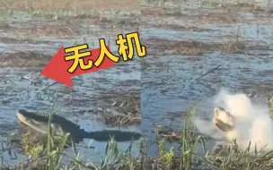 拍摄鳄鱼无人机怼得太近 鳄鱼将其一口咬进嘴咀嚼，嘴里直喷浓烟