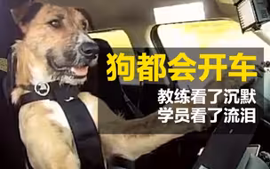科目二过了吗？新西兰小狗8个星期学会开车，教练看了沉默学员看了流泪