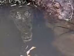 发现鱼窝了