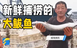 秋捕归来！威海第一波丰收大鲅鱼安排上