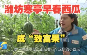 好品山东｜一个大棚产1万多斤还不愁卖！潍坊寒亭早春西瓜成“致富果”