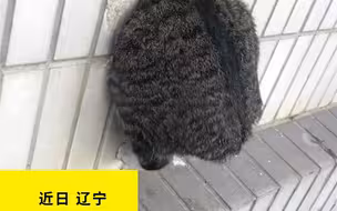 女子偶遇肥猫“钻洞”卡住 用脚帮忙也无济于事 一番操作惹爆笑