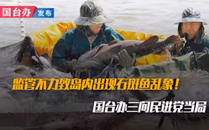 监管不力致岛内出现石斑鱼乱象！国台办三问民进党当局