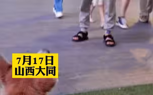 一向温顺的狗狗认出做绝育的医生愤怒大叫，狗子的心理阴影面积一定很大