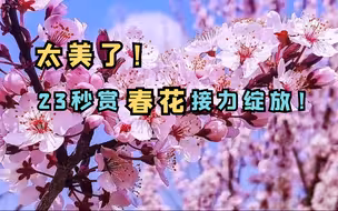 23秒赏春花接力绽放！