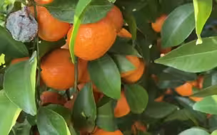全网监工广西老表剪砂糖橘，“别催了，剪子都冒火星了！”