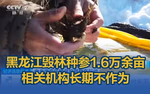 黑龙江毁林种参1.6万余亩，相关机构长期不作为