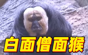 一家三猴就它长相炸裂