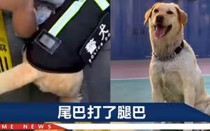 小姐姐被警犬尾巴“啪啪”扇腿，警方：责成相关警队成员真诚道歉