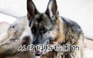 美国主持人节目中对拜登的狗“开喷”：像垃圾场捡来的